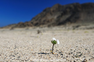Fuente: https://www.atacamaphoto.com La vida se abre paso en pleno infierno