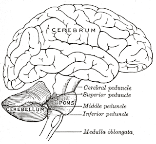 cerebellum as timer