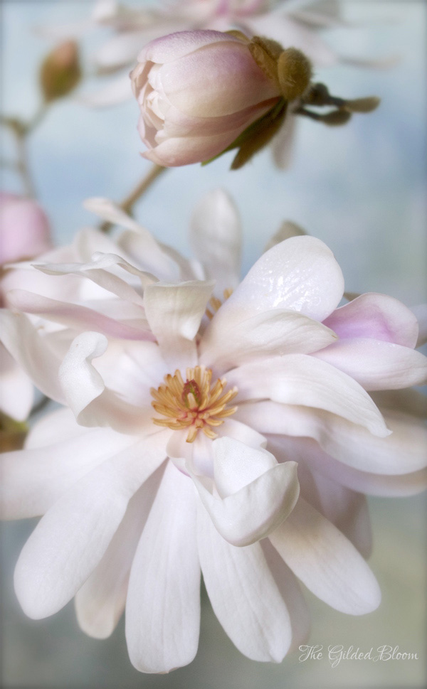Blooms and Branches: Star Magnolia - www.gildedbloom.com Blooms and Branches: Star Magnolia - www.gildedbloom.com