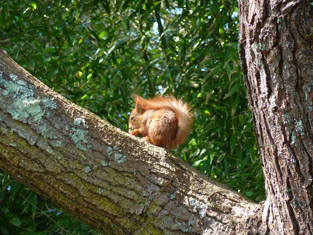 Red Squirrel Isles of Scilly Red Squirrel Isles of Scilly