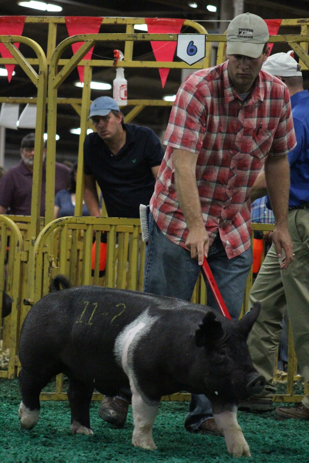 NSR Show & Sale Results NSR Summer Type Conference Crossbred Boar Show