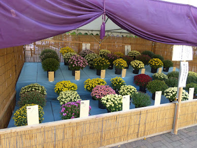 ひらかた菊花展 （岡東中央公園）　特設花壇
