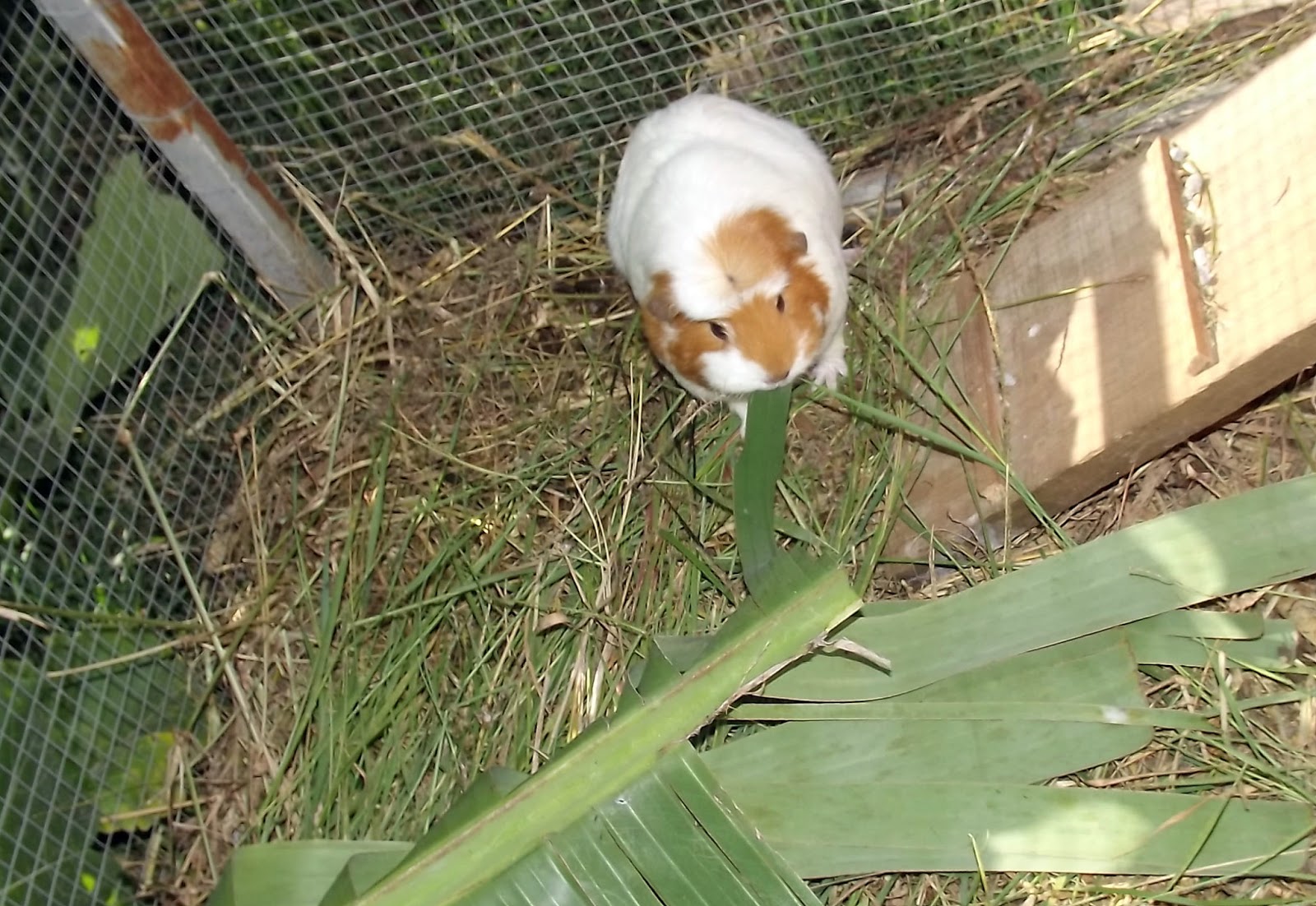 My Cavy Kingdom Guinea Pigs Like All Types Of Leaves