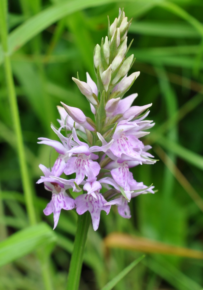 Orchidée de fuchs