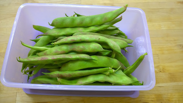 Buschbohne Sanguigno (c) by Joachim Wenk 