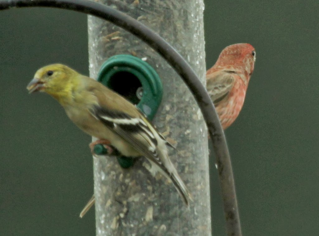 Beth's Blog "Yellow" Birds from my Florida Visit