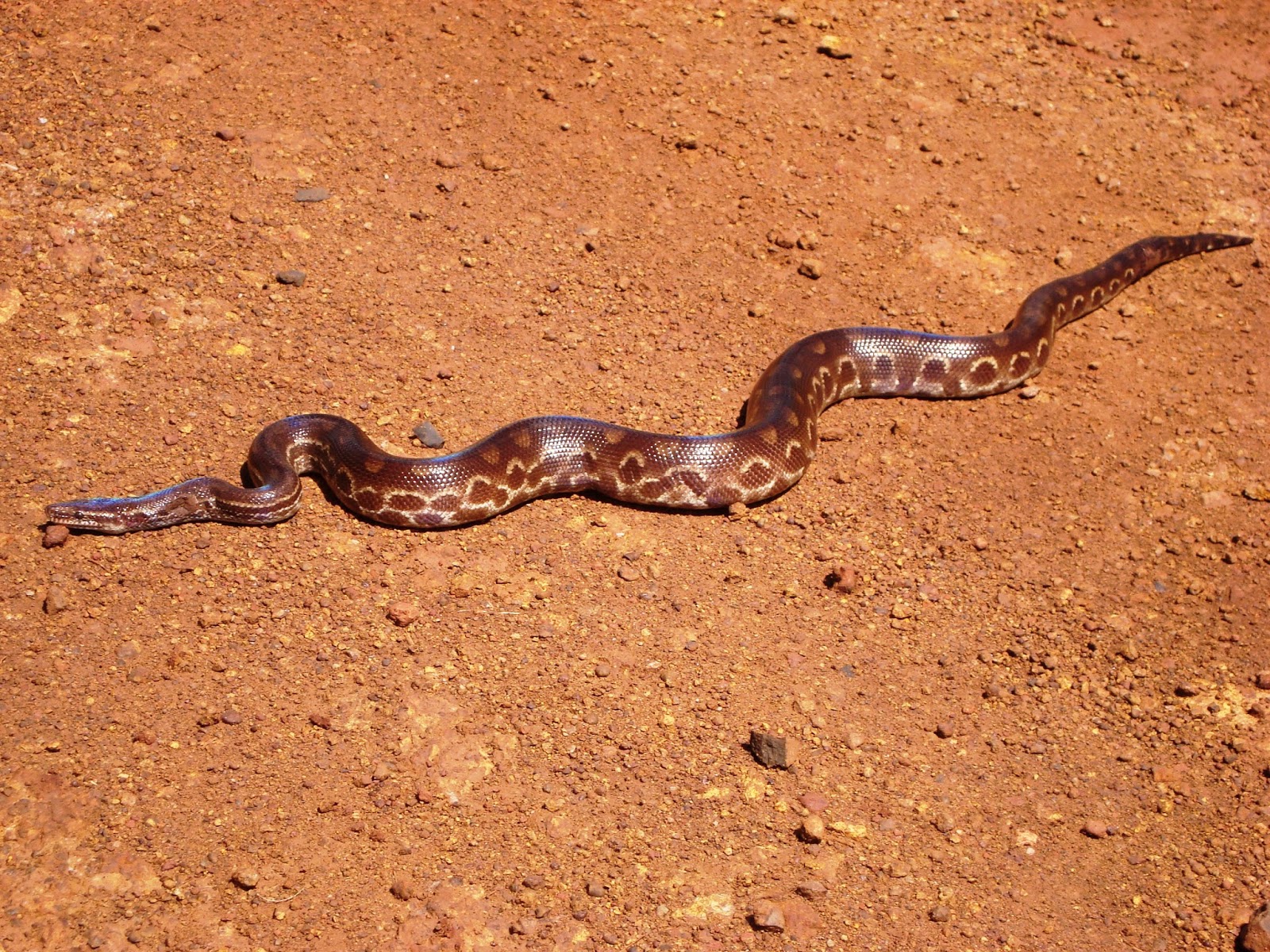 No meio do caminho tinha uma pedra: As cobras