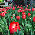 Bunga Tulip Di Gardens By The Bay , Singapura