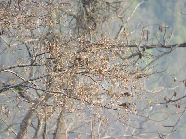 Unknown birds in Sajek