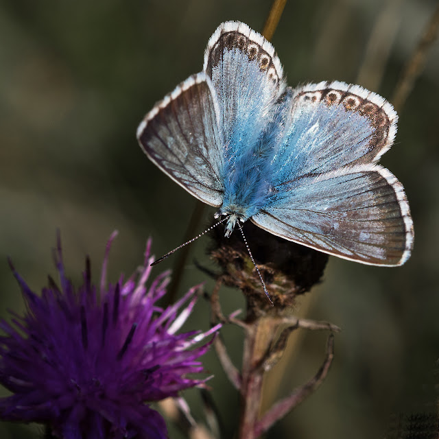 Butterflies, Dragonflies, Moths & other Insects Chalkhill Blue