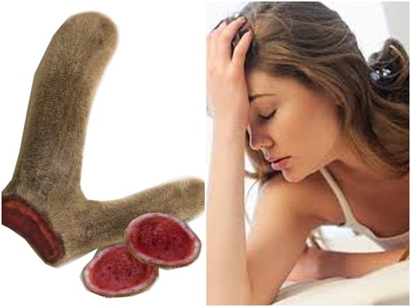 Tác dụng của nhung hươu giúp phụ nữ bồi bổ cơ thể Tác dụng của nhung hươu giúp phụ nữ bồi bổ cơ thể