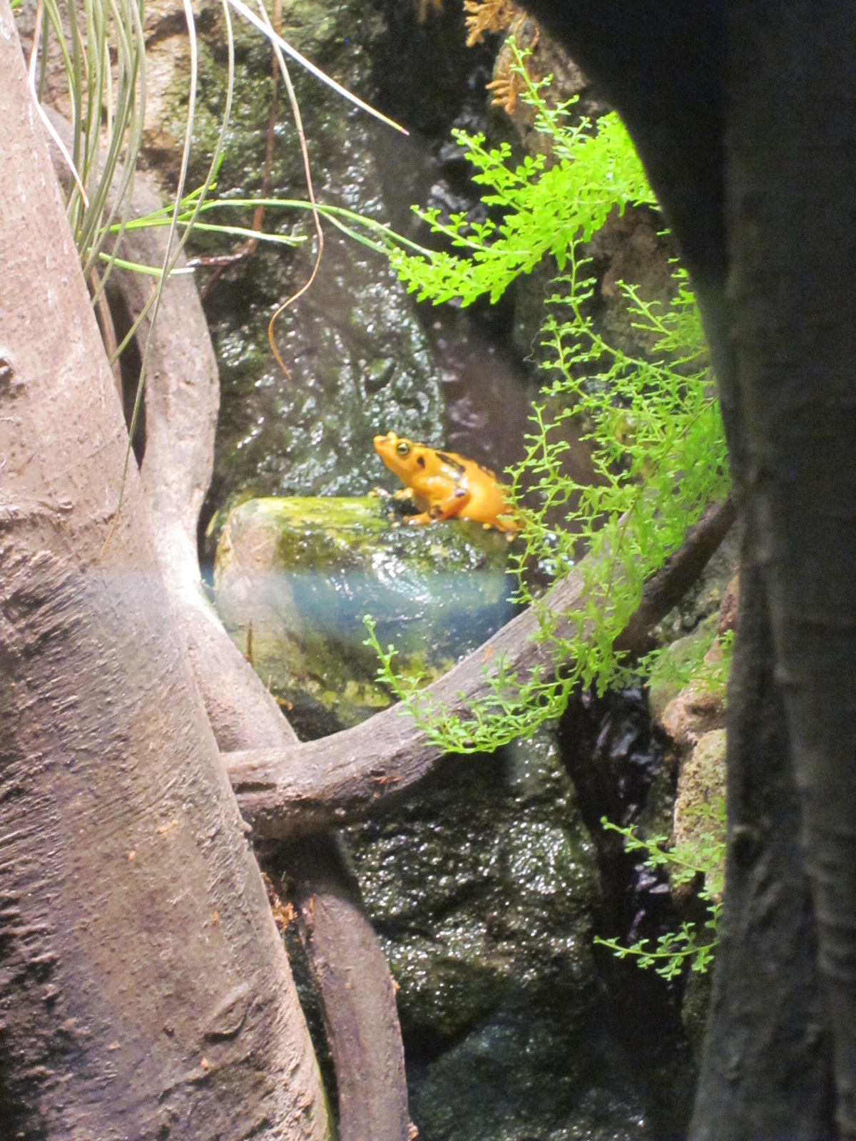 Travel NC With Kids North Carolina Zoo Aviary So Much Beauty Under