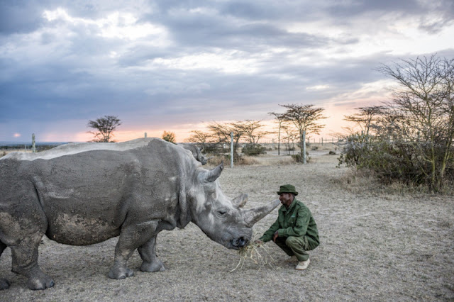 Stunning Photos Of The Last Two Northern White Rhinos Alive