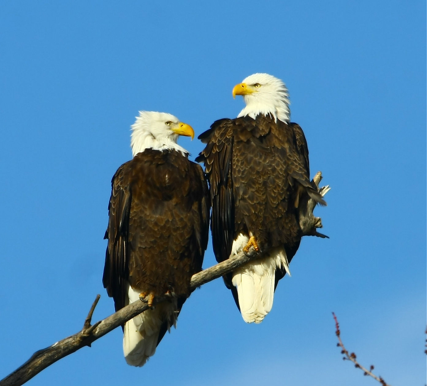 Image Result For Eagles Image Result For Eagles