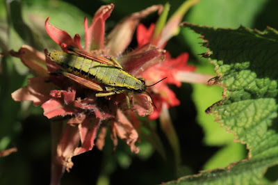 Grasshopper on Indian Paintbrush