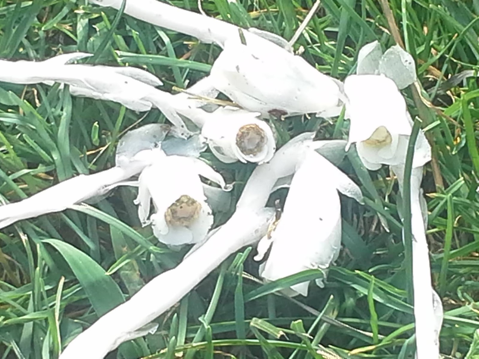 Star And Thorn Botanicals Ghost Pipe Monotropa Uniflora