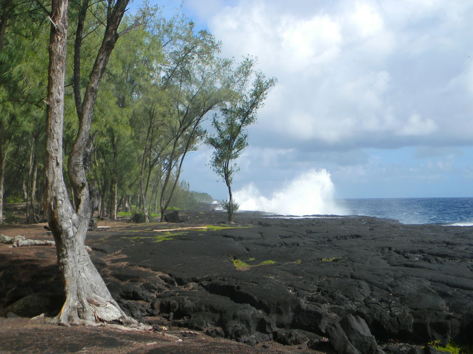 Haysmer Hawaii Planting Ironwood Trees