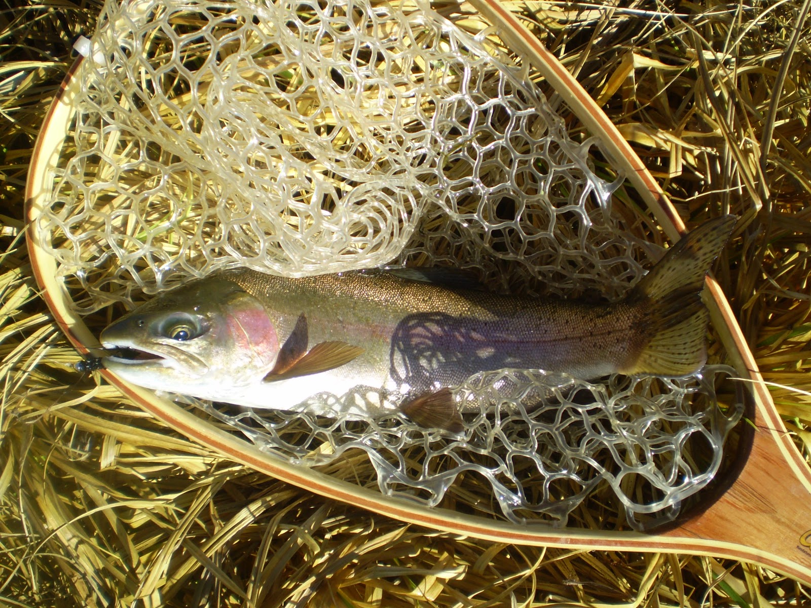 Fly Fishing the West with Howard Streamer Fishing the Ham’s Fork