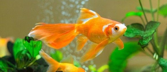 Ikan Mas Koki, Asal Usul dan Klasifikasinya