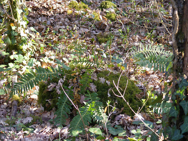 Polypodium sp fern.  Indre et Loire, France. Photographed by Susan Walter. Tour the Loire Valley with a classic car and a private guide.