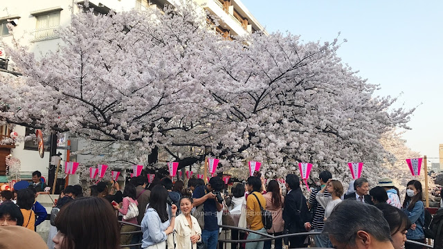 Tokyo Cherry Blossom Spot Meguro River