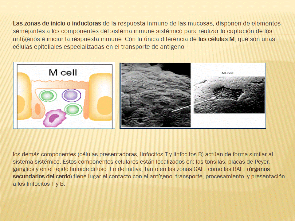 TEJIDO LINFOIDE ASOCIADO A LA MUCOSA
