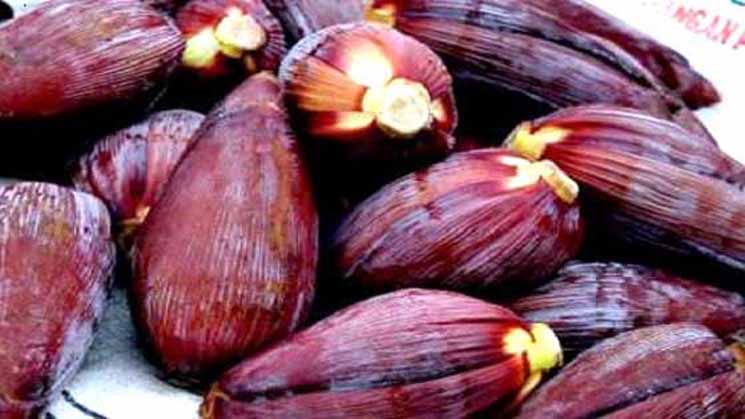 Luar Biasa''Ternyata Jantung Pisang Sangat Ampuh Mengobati Penyakit Mematikan Mau Tahu Baca Selengkapnya Disini !!! Luar Biasa''Ternyata Jantung Pisang Sangat Ampuh Mengobati Penyakit Mematikan Mau Tahu Baca Selengkapnya Disini !!!