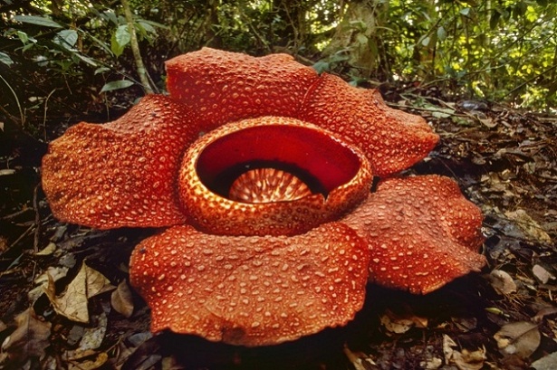 Bunga rafflesia arnoldi