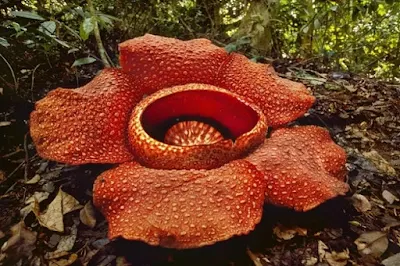Bunga Rafflesia Arnoldii - berbagaireviews.com