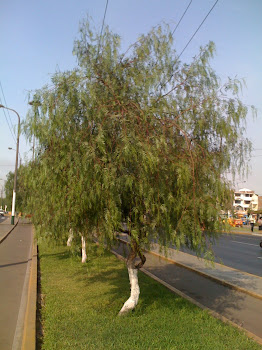 Arbol de Molle