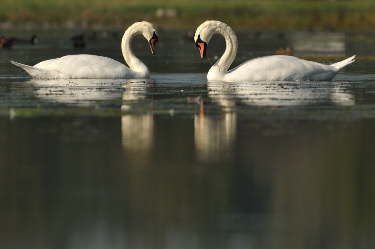 Arné Roest Natuurfotografie: Beste foto's 2011 (deel 2)