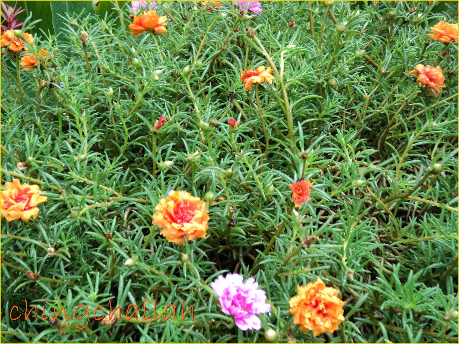 Simple Living In Nancy JAPANESE ROSES OR PORTULACA GRANDIFLORA HYBRID