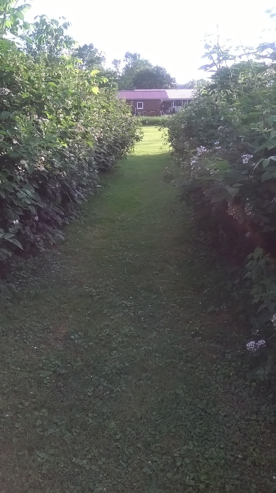Blackberries in june essay