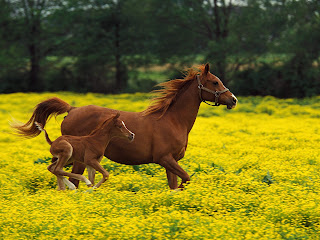 Horse Wallpapers Wild Horses Photos - HD Animal Wallpapers
