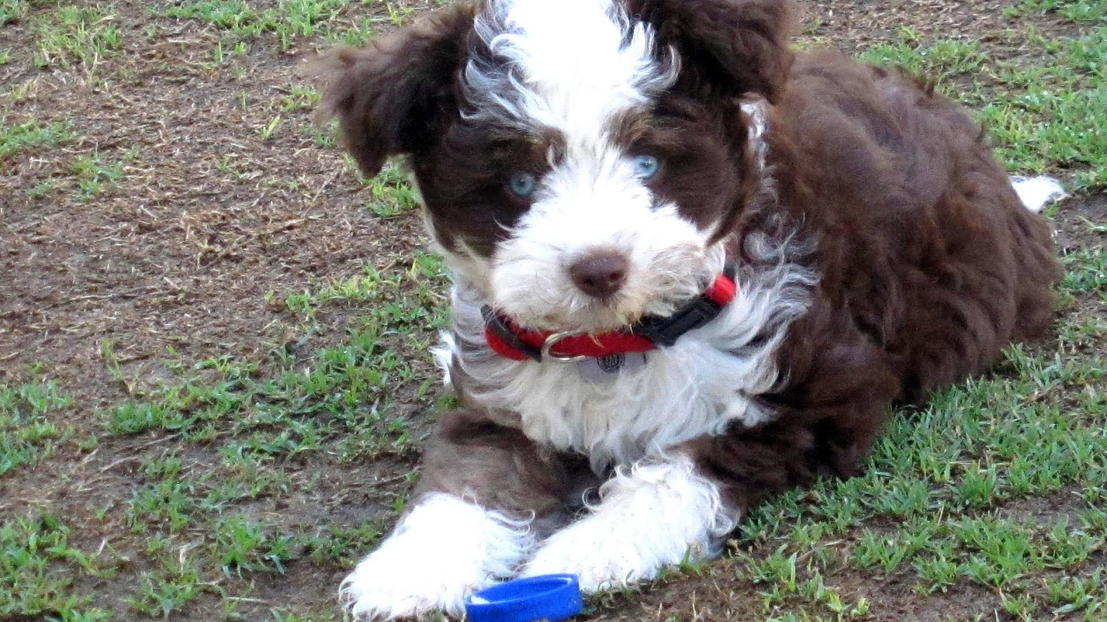 German Shepherd Poodle Mix German Choices