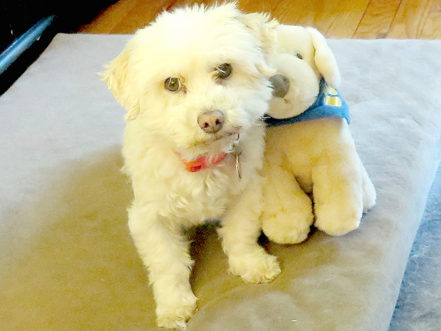 Dogs Luv Us and We Luv Them Teach Kids About Pet Care & Safety Using