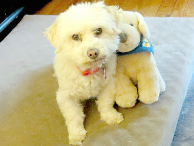 Stuffed animals can be used help teach kids about how to properly care for dogs and keep pets safe.