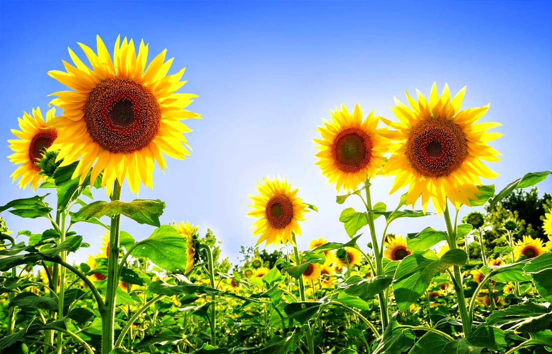 Klasifikasi dan Ciri Ciri Bunga  Matahari  Gambar  