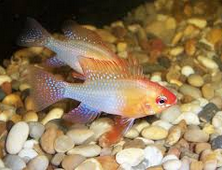 Perbedaan German Blue Ram Fish jantan dan betina