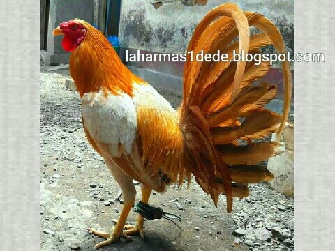 95+ Gambar Ayam Dan Namanya Terbaik 95+ Gambar Ayam Dan Namanya Terbaik
