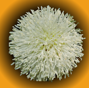 Clado Mimosoide
