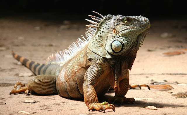 Close-up of a Iguana Outdoors Wildlife Animals Close-up of a Iguana Outdoors Wildlife Animals