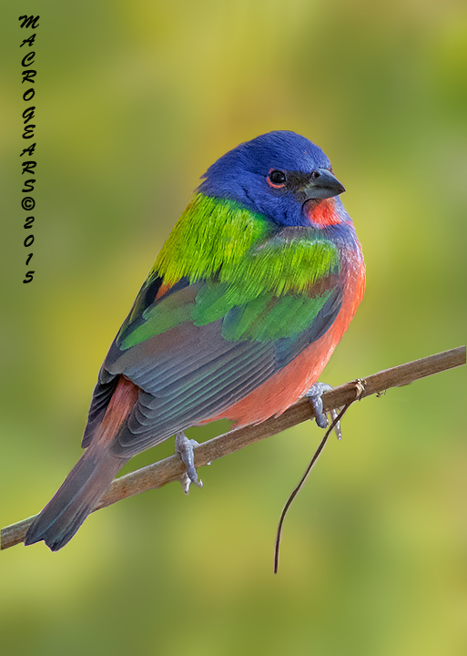 Prospect Park Bird Sightings & North Brooklyn Nature News Fwd Painted