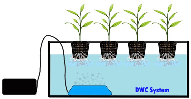 Deep Water Culture Hydroponics System How To Build Deep Water Culture Hydroponics System How To Build