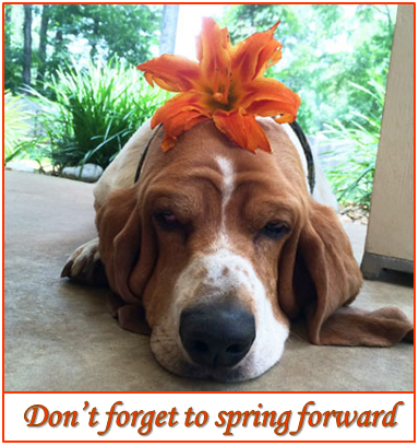 Don't forget to spring forward