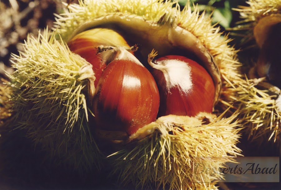 Fruto de la castaña