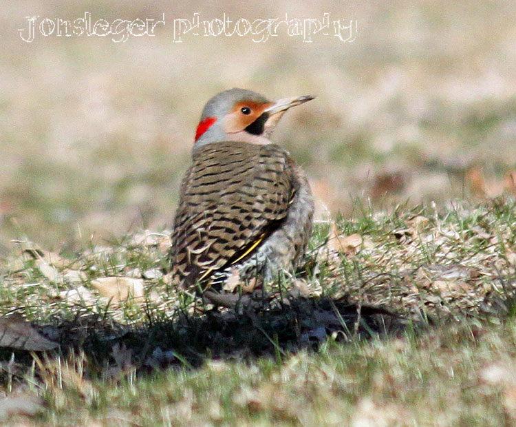Northern Illinois Birder Year round Tree Clinging Birds