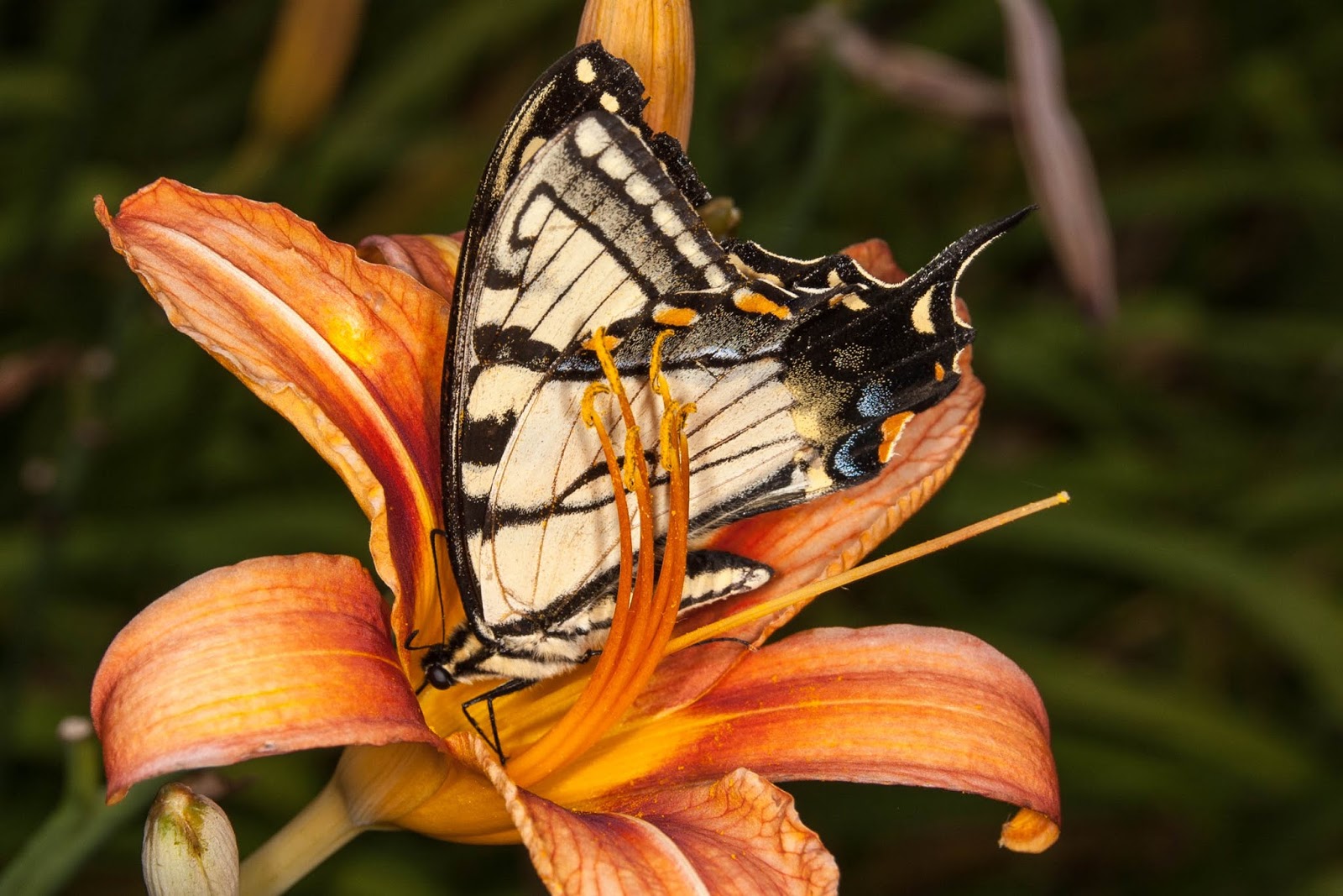 Champlain Islands' Nature: Canadian Tiger Swallowtail