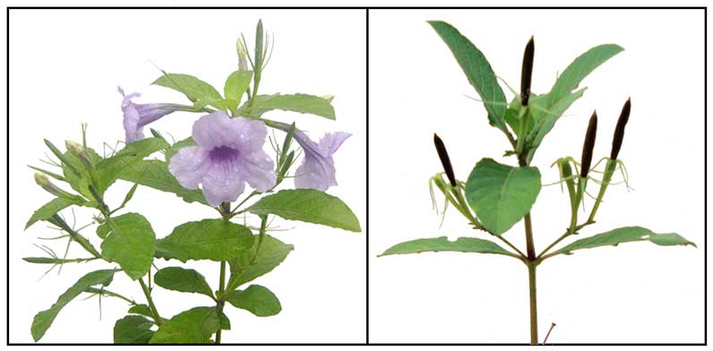 daun wungu obat diabetes dari