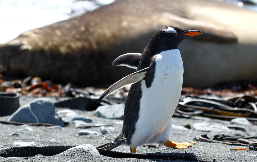 Animal You: Gentoo Penguin
